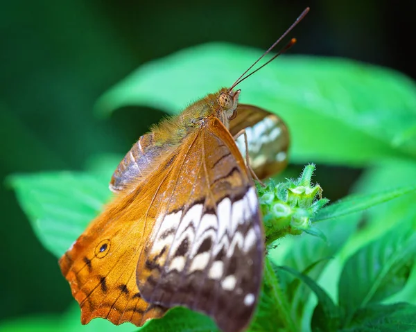 Papillon Monarque Descendu Sur Une Plante Verte Dans Jardin — Photo