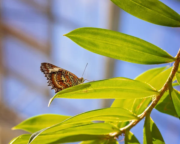 Uma Borboleta Monarca Pousou Uma Planta Verde Jardim — Fotografia de Stock