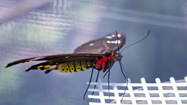 Una Mariposa Roja Amarilla Con Alas Marrones Sobre Alimentador Plástico — Foto de Stock