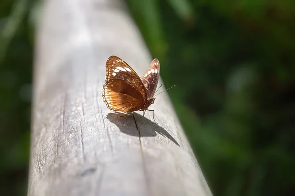 一只帝王蝶坐在花园的原木上 — 图库照片