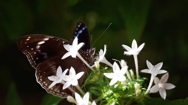 Papillon Brun Descend Sur Bouquet Fleurs Blanches Dans Jardin — Photo