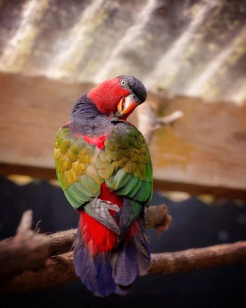 Електричний Папуга Сидить Окулярах Проповідуючи Себе Дивлячись Камеру — стокове фото