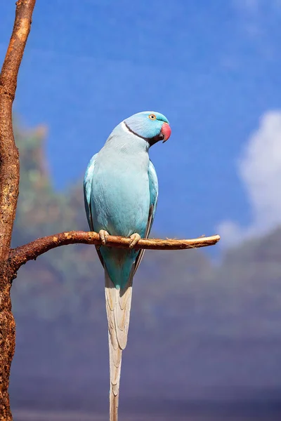 Loro Anillo Azul Indio Sentado Una Rama Con Fondo Jaula — Foto de Stock