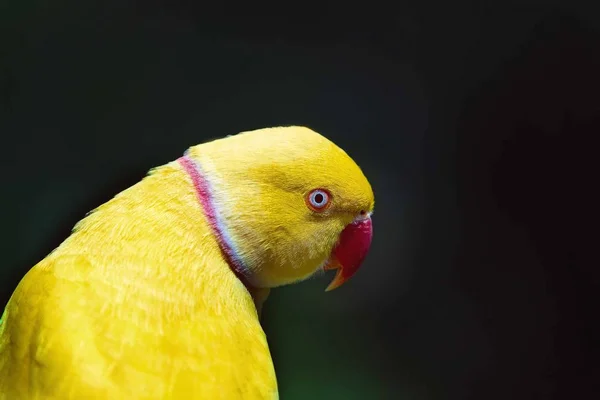 Amarelo Indiano Anel Pescoço Papagaio Close Isolado Contra Fundo Escuro — Fotografia de Stock