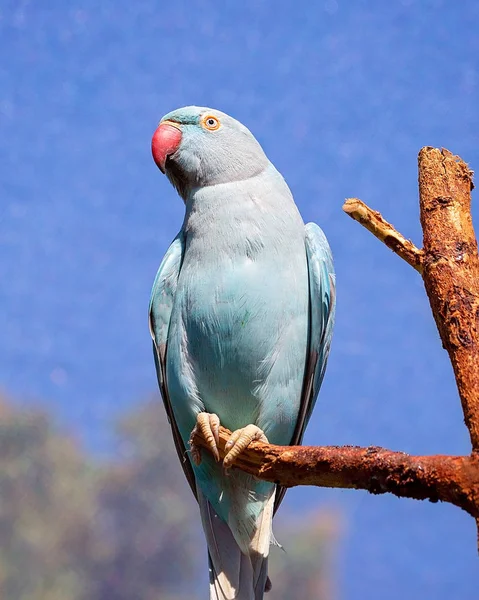 Синє Кільце Індійська Шиї Папуга Сидить Гілці Дріт Фон Клітці — стокове фото