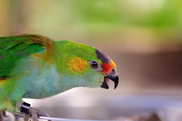 Colorido Papagayo Higo Australiano Buscando Semillas Para Comer — Foto de Stock