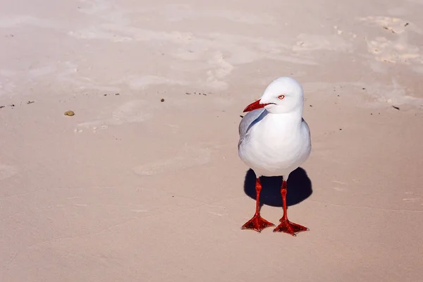 Close Lone Seagull Standing Sandy Beach One Birdwatchers — Stock Photo, Image