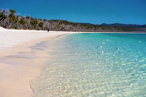 Γλάροι Κολύμπι Στα Καταγάλανα Νερά Της Παραλία Λευκής Άμμου Πυριτίου — Φωτογραφία Αρχείου