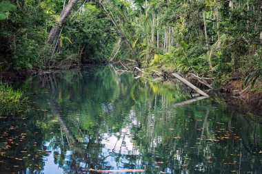 Ağaç yansımaları ile bir Milli Parkı tropik ormandaki küçük bir dere