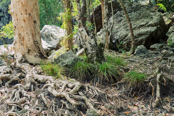A knot of tangled tree roots in a forest