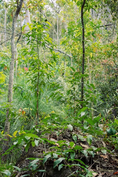 オーストラリアの国立公園の緑の植物の成長 — ストック写真