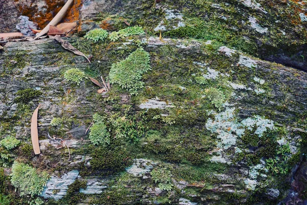 Зеленый Мох Текстурированный Абстрактный Шаблон — стоковое фото