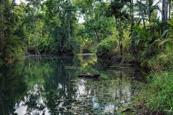 Een Klein Riviertje Een Tropisch Bos Van Nationaal Park Met — Stockfoto