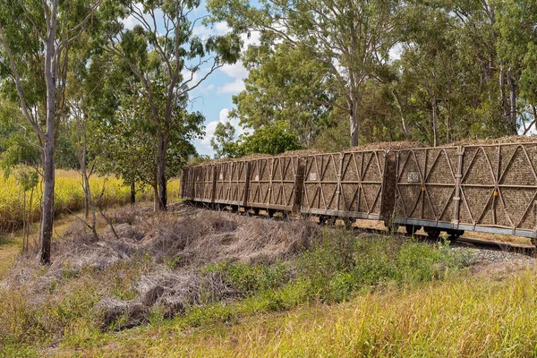 Bins Harvested Sugar Cane Being Hauled Mill Crushing — Stock Photo, Image