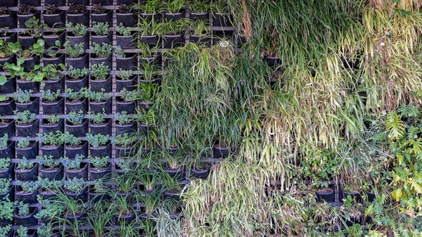 A wall of living plants outside a business in a city street in Australia