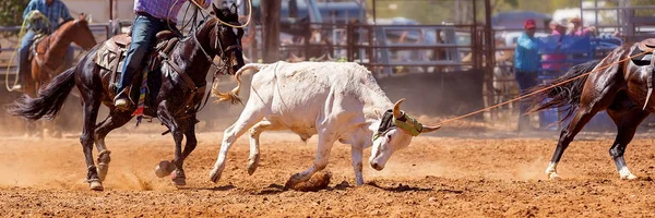 Cielak Jest Bity Lassem Drużynie Łydek Przez Kowbojów Wiejskim Rodeo — Zdjęcie stockowe