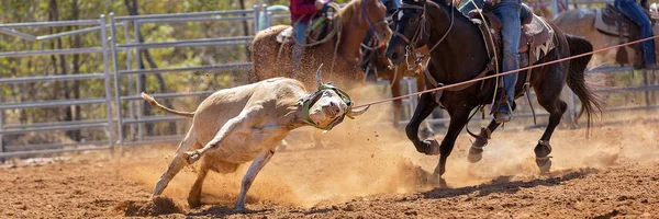 牛仔们在一个乡村牛仔竞技会的集体小牛犊拉皮条活动中对小牛犊进行了拉皮条 — 图库照片
