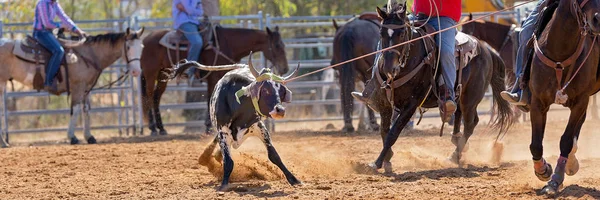 Kalf Wordt Door Cowboys Een Country Rodeo Een Team Kalvertouwen — Stockfoto