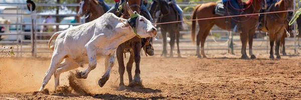 Kalf Wordt Door Cowboys Een Country Rodeo Een Team Kalvertouwen — Stockfoto