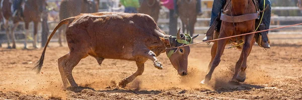 Cielak Jest Bity Lassem Drużynie Łydek Przez Kowbojów Wiejskim Rodeo — Zdjęcie stockowe