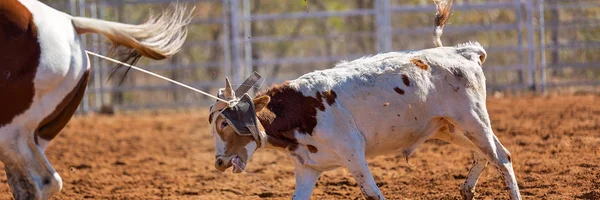 Calf Being Lassoed Team Calf Roping Event Cowboys Country Rodeo — Stock Photo, Image