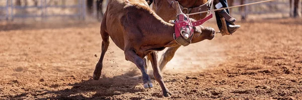 Bezerro Sendo Lassoado Evento Cordas Bezerro Equipe Por Vaqueiros Rodeio — Fotografia de Stock