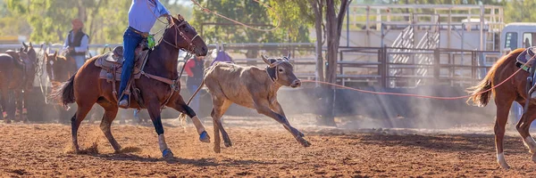 Becerro Siendo Encadenado Evento Cuerda Becerro Equipo Por Vaqueros Rodeo — Foto de Stock