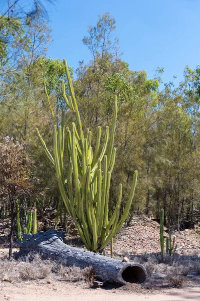 Invasiver Befall Mit Kaktusfeigen Schädigt Die Umwelt Rund Die Edelsteinfelder — Stockfoto