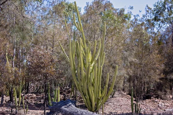 Infestação Invasiva Pera Espinhosa Danificando Meio Ambiente Torno Dos Campos — Fotografia de Stock