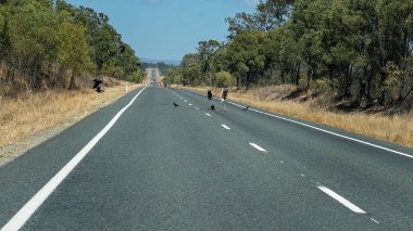 Yolun ortasında bir hayvan leşi yiyen kuşlar