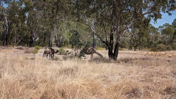 Wielbłądy Polu Australia Chory — Zdjęcie stockowe