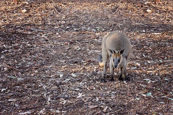 Avustralya Rock Yiyecek Arayan Wallaby — Stok fotoğraf