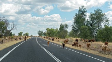 Cattle feeding on the side of a highway in outback Australia during the drought clipart