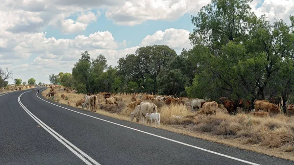 Ganado Alimentándose Lado Una Carretera Interior Australia Durante Sequía — Foto de Stock