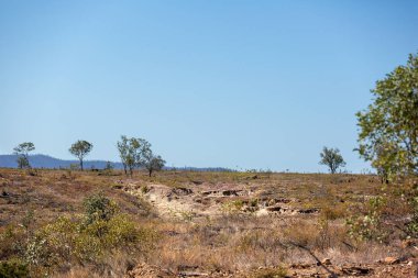 Arazi otlatma sığır için takas ağaç tarafından harap