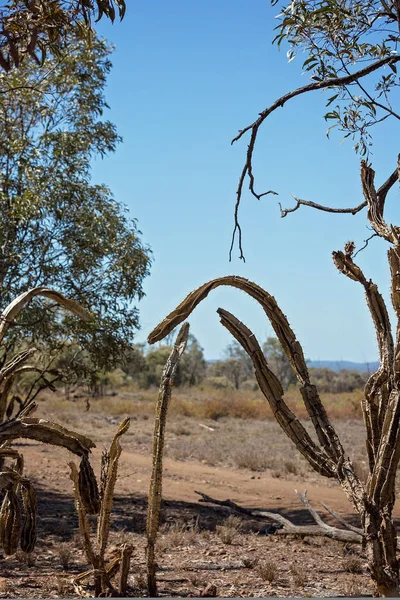 Infestation Invasive Poires Piquantes Endommageant Environnement Autour Des Champs Gemmes — Photo