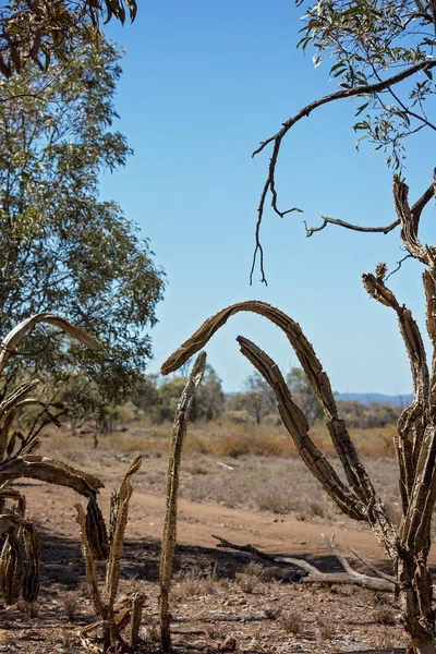 Invasieve Prickly Pear Besmetting Beschadiging Van Het Milieu Rond Velden — Stockfoto