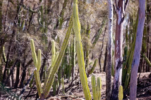 Invasiver Befall Mit Kaktusfeigen Schädigt Die Umwelt Rund Die Edelsteinfelder — Stockfoto