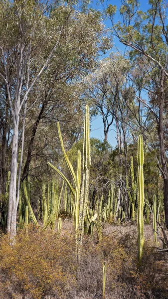 Infestação Invasiva Pera Espinhosa Danificando Meio Ambiente Torno Dos Campos — Fotografia de Stock