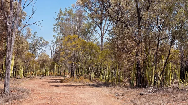 Invasive Prickly Pear Infestation Damaging Environment Gem Fields Central Queensland — Stock Photo, Image