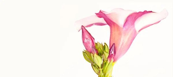 Růžový Květ Kartu Kopií Prostor Pro Obchodní Reklama Firemní Osobní — Stock fotografie