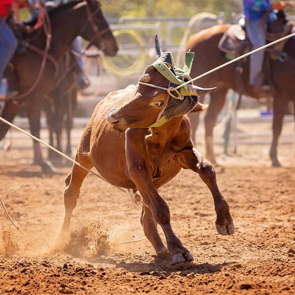 Primer Plano Cara Ternero Concurso Rodeo Campestre —  Fotos de Stock