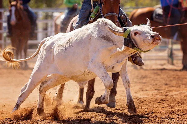 Close up of the face of a calf lassoed at a country rodeo competition
