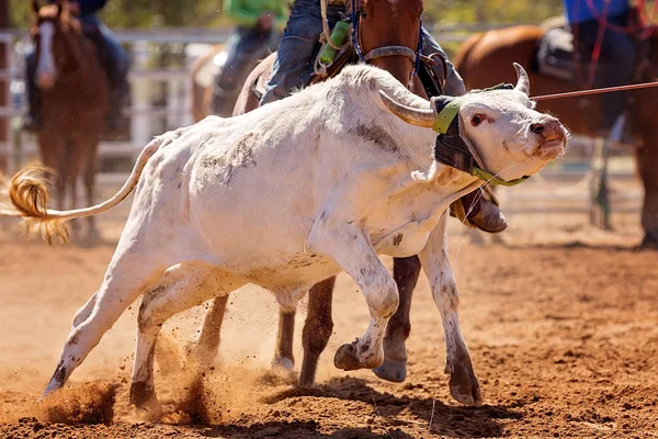 Primo Piano Del Volto Vitello Lassoato Una Gara Rodeo Campagna — Foto Stock