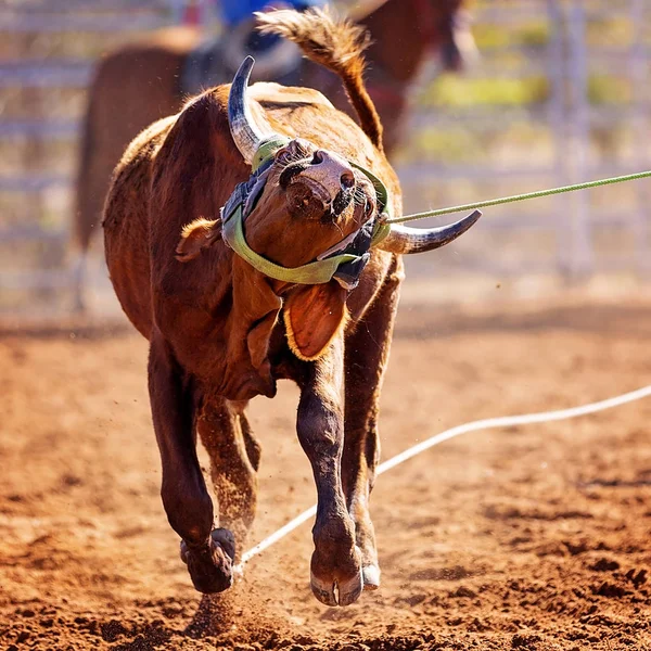 Nahaufnahme Des Gesichts Eines Kalbes Das Bei Einem Country Rodeo — Stockfoto