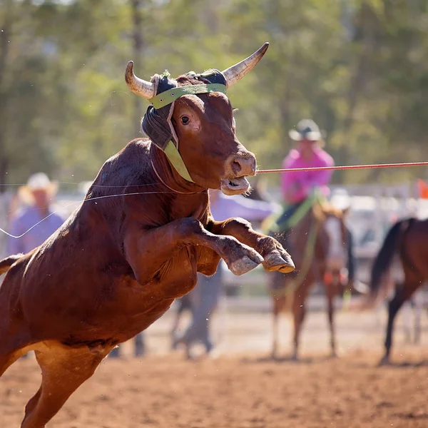 Close Face Calf Lassoed Country Rodeo Competition — Stock Photo, Image