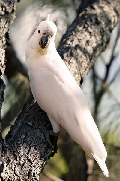 Cacatúa Blanca Cresta Azufre Sentada Una Rama — Foto de Stock