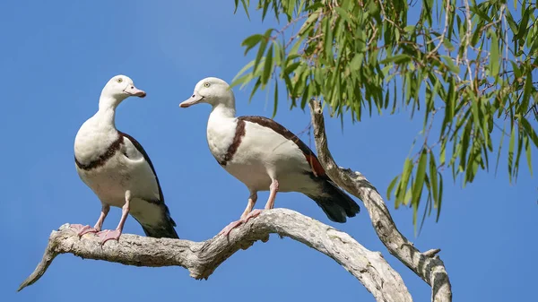 澳大利亚拉杰穆达 Shelducks 俗称伯德金河鸭 坐在树枝上 — 图库照片