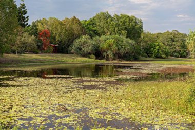 Su ve bir Avustralya şehir Botanik Bahçeleri ormanda sakin manzara
