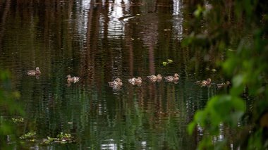 Bir satır kahverengi ördek güzel sabah ışık havuz yüzme